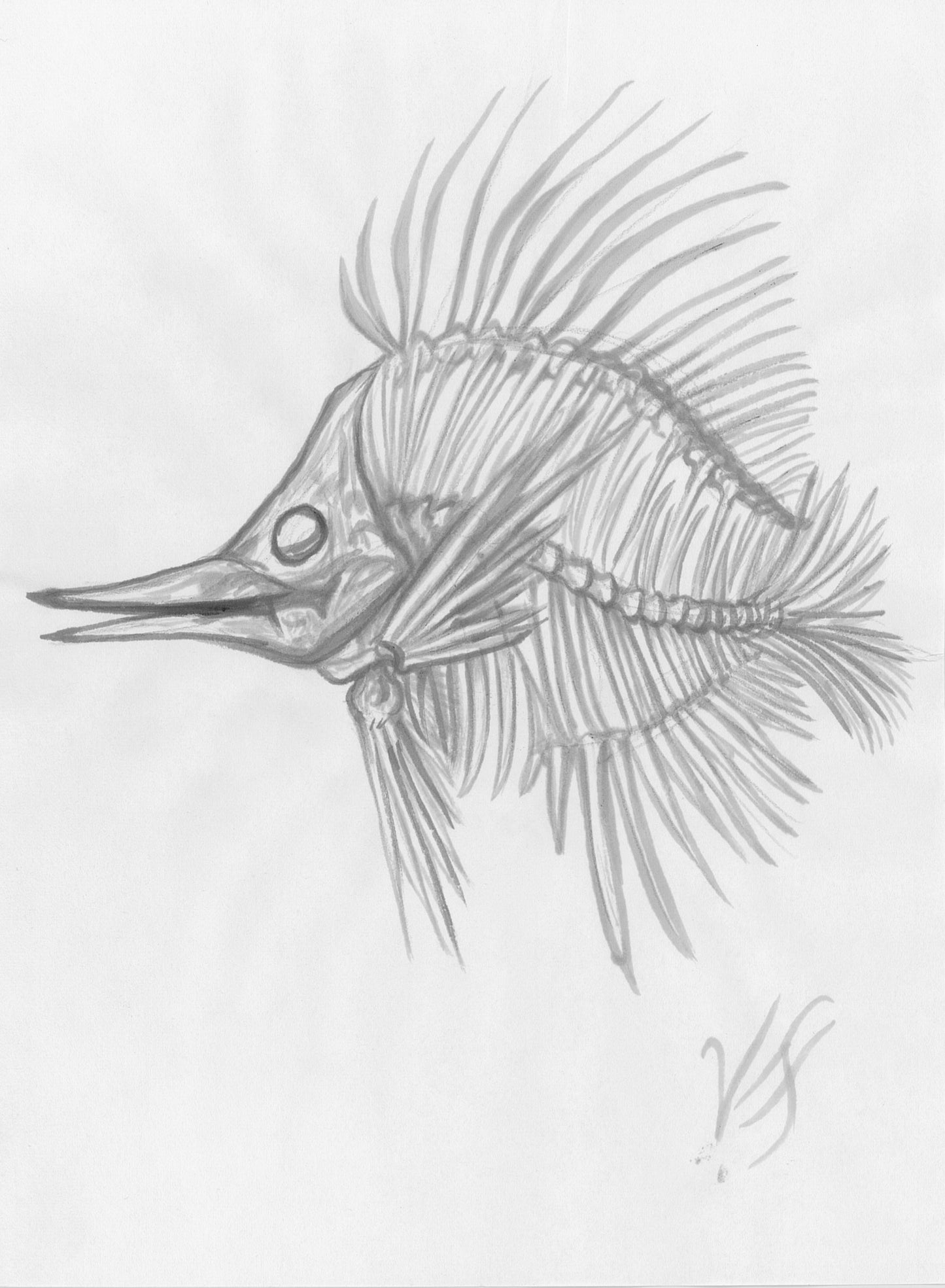 Skeleton Fish
