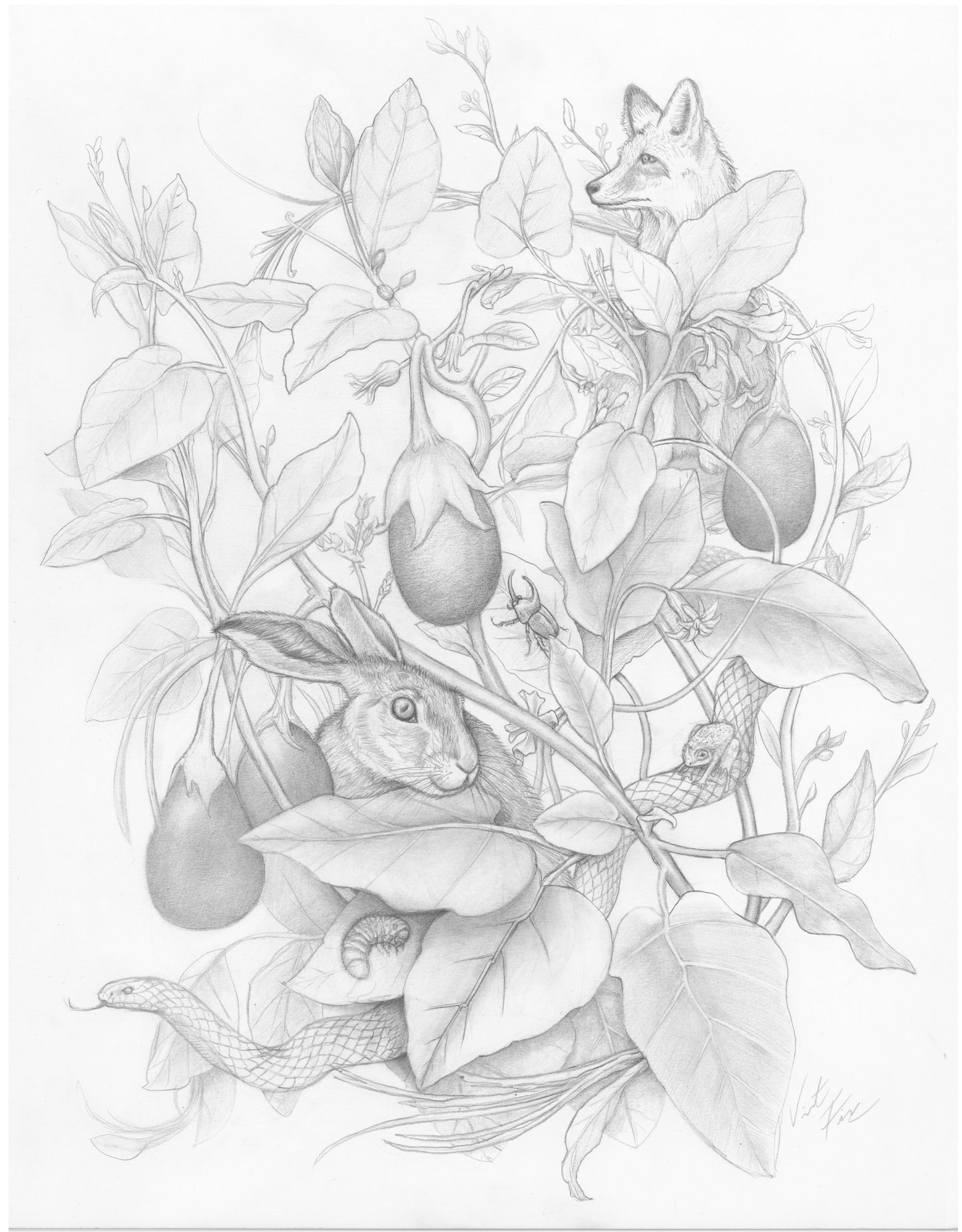 garden animal drawing