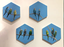 Load image into Gallery viewer, Birds of A Feather Flock with Strange Fellers 1
