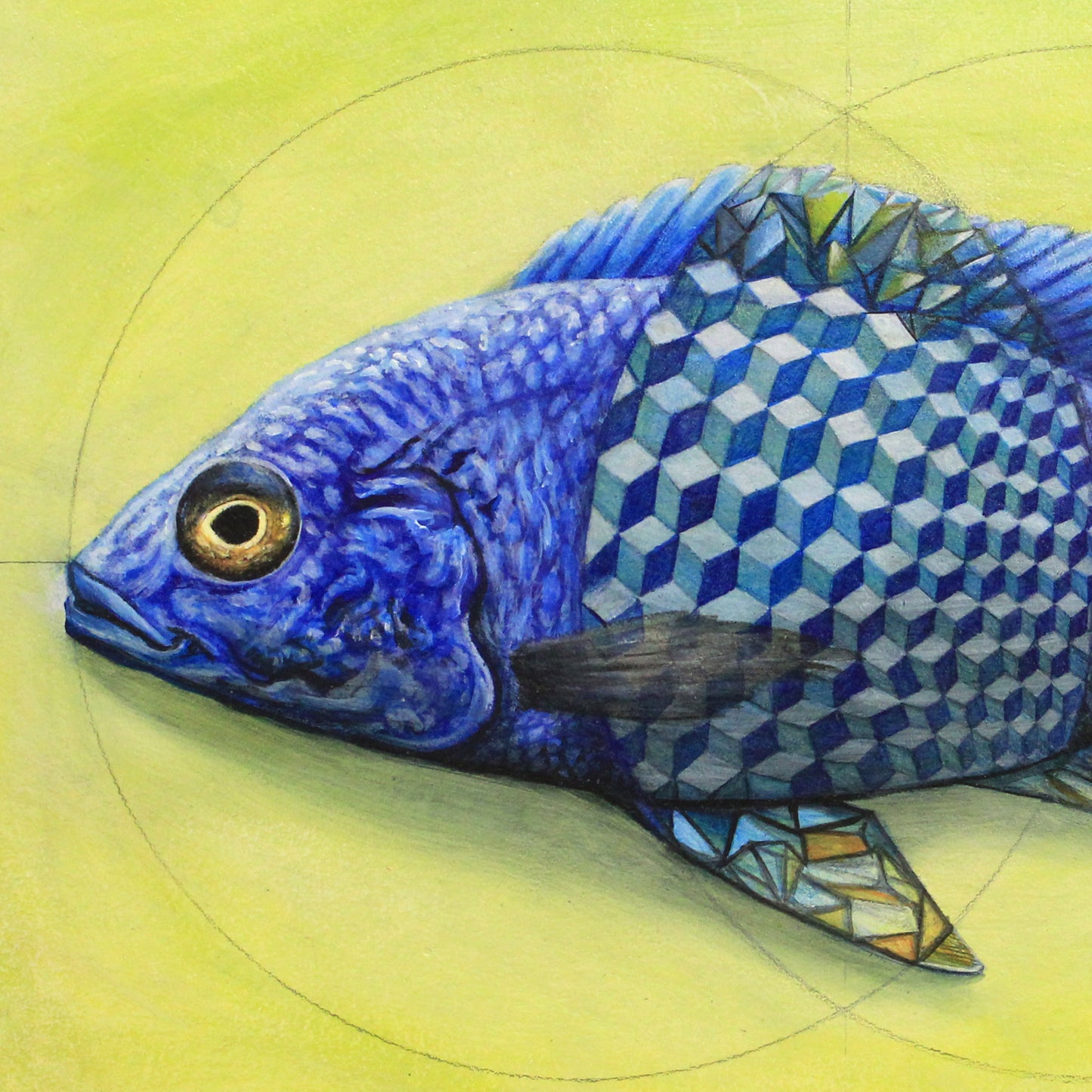 Iteration 68: Vesica Piscis Cichlid