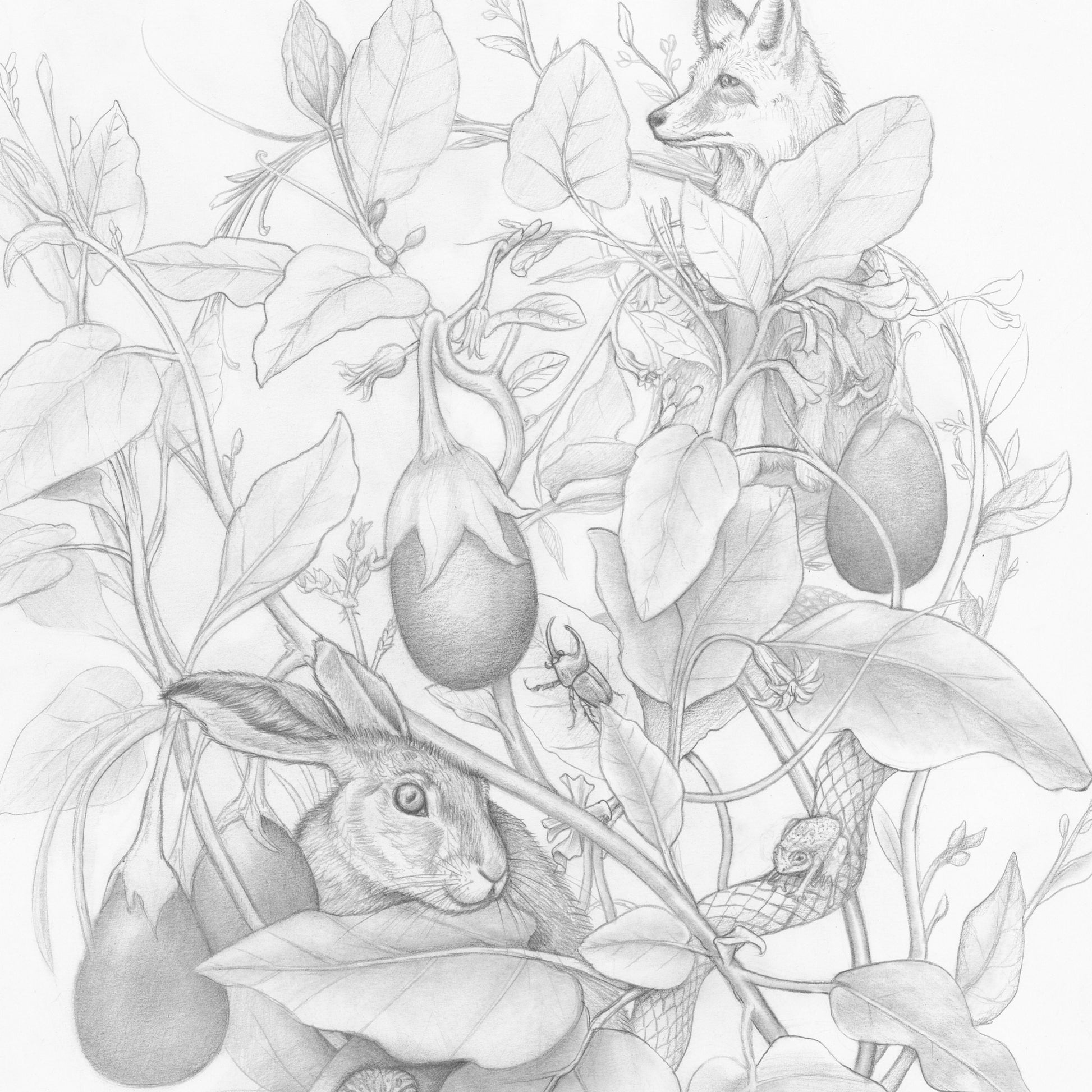 Bunny Fox Drawing