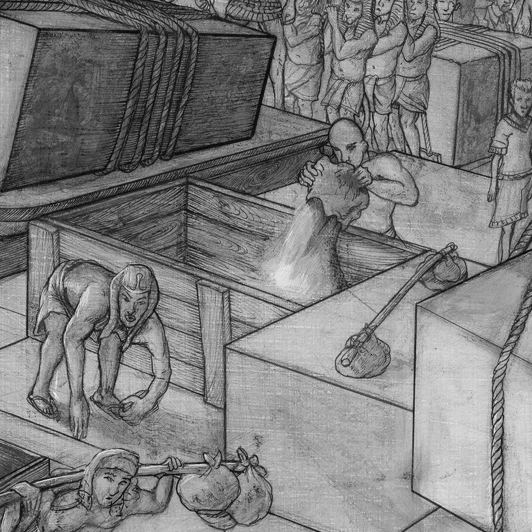 Atlas Metamorphosis Stage 3 of 4: King Pupa