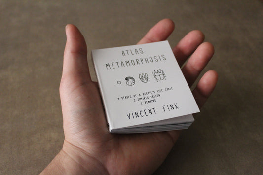 little beetle storybook for kids and adults